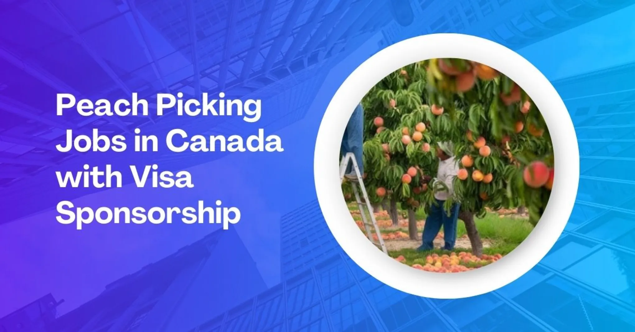 Peach Picking Jobs in Canada