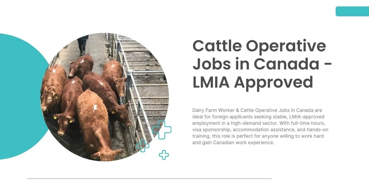 Cattle Operative Jobs in Canada